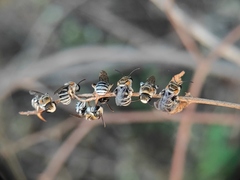 Pseudapis oxybeloides