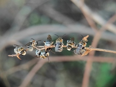 Pseudapis oxybeloides