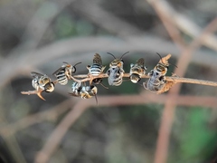 Pseudapis oxybeloides