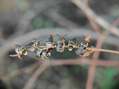 Pseudapis oxybeloides