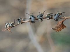 Pseudapis oxybeloides
