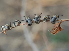 Pseudapis oxybeloides