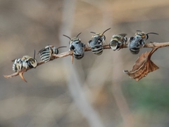 Pseudapis oxybeloides