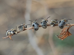 Pseudapis oxybeloides