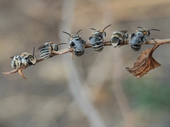 Pseudapis oxybeloides