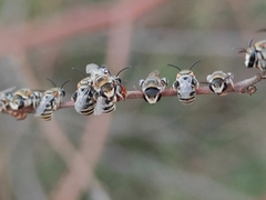 Pseudapis oxybeloides