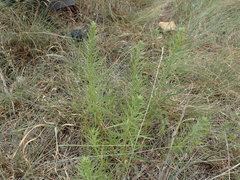 Liatris punctata mucronata