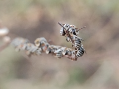 Pseudapis oxybeloides
