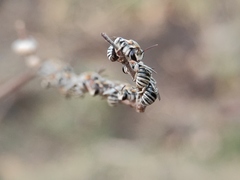 Pseudapis oxybeloides