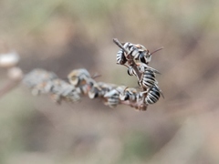 Pseudapis oxybeloides