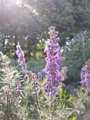 Salvia jurisicii