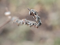 Pseudapis oxybeloides