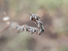 Pseudapis oxybeloides