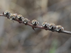 Pseudapis oxybeloides