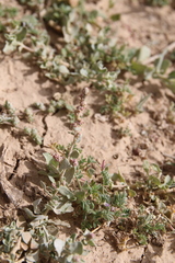 Atriplex leucoclada
