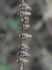 Pseudapis oxybeloides