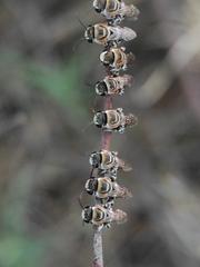 Pseudapis oxybeloides