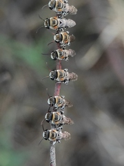 Pseudapis oxybeloides