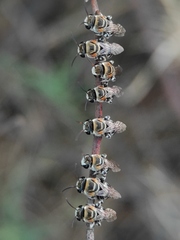 Pseudapis oxybeloides
