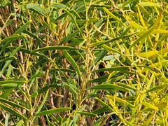 Acacia rostellifera