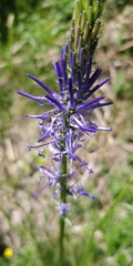 Phyteuma betonicifolium