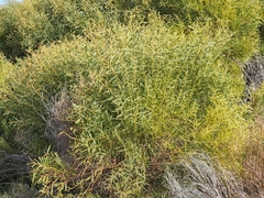 Acacia rostellifera