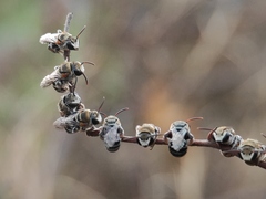 Pseudapis oxybeloides