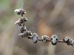 Pseudapis oxybeloides