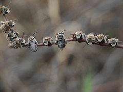 Pseudapis oxybeloides