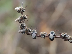 Pseudapis oxybeloides