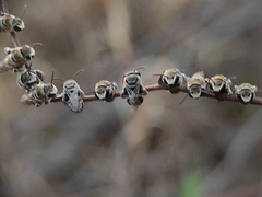 Pseudapis oxybeloides