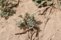 Astragalus tribuloides