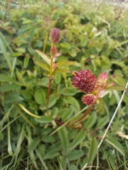 Sanguisorba officinalis