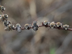 Pseudapis oxybeloides