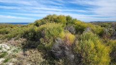 Acacia rostellifera