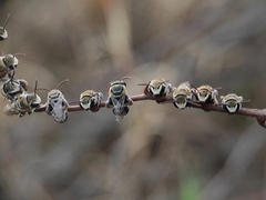 Pseudapis oxybeloides