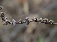 Pseudapis oxybeloides