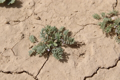 Astragalus tribuloides