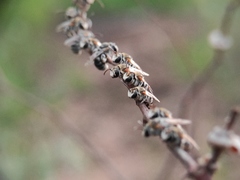 Pseudapis oxybeloides
