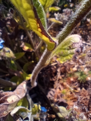 Sanguisorba officinalis