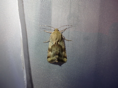 Heliothis adaucta