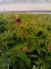 Sanguisorba officinalis