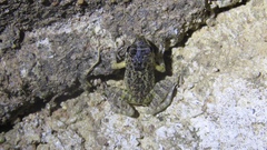 Thoropa miliaris