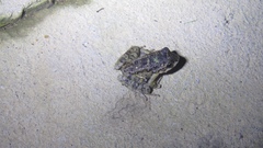 Thoropa miliaris