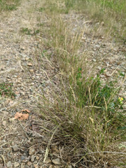 Agrostis × murbeckii