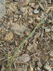Agrostis × murbeckii