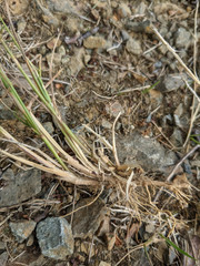 Agrostis × murbeckii