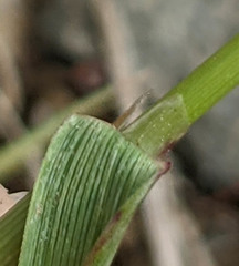 Agrostis × murbeckii