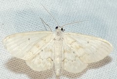Idaea obfusaria