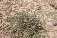 Achillea fragrantissima